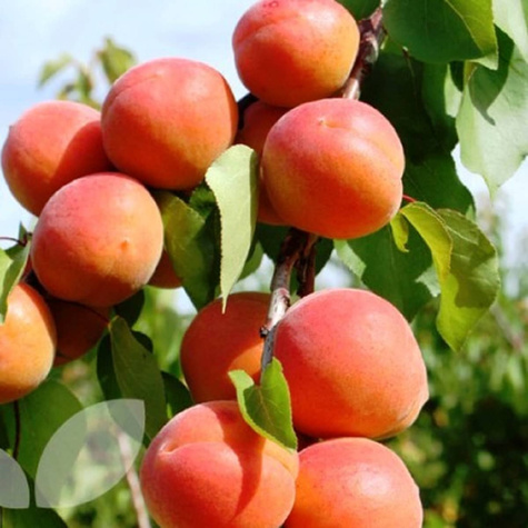 Morela Harcot START PACK