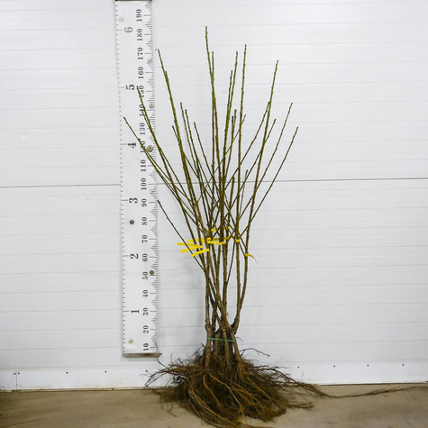 Czereśnia Żółta Najsłodsza Sadzonka