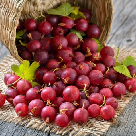 Agrest czerwony krzaczasty START PACK