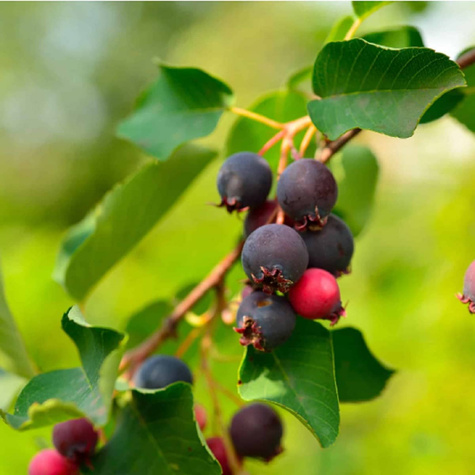 Świdośliwa lepsza niż borówka amerykańska - Deserowa