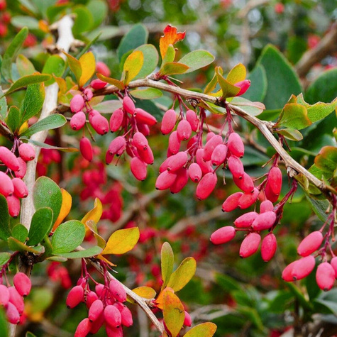 Berberys Zwyczajny Na Żywopłot Plant Pack
