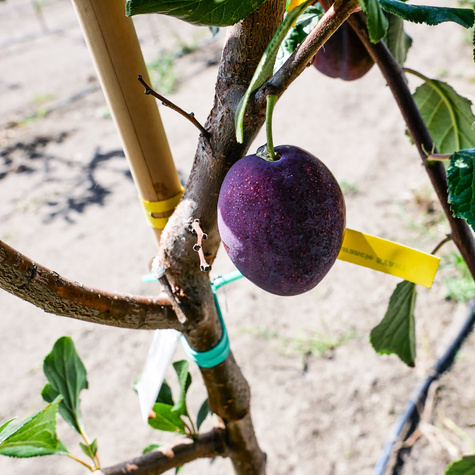 Śliwa typu Durancle START PACK