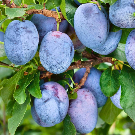 Śliwa Cacanska Najbolja odporna na choroby Plant Pack 