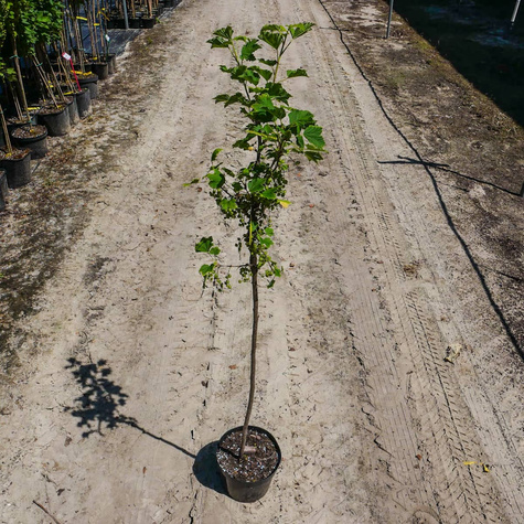 Porzeczka biała Weisse Versailer na pniu w pojemniku