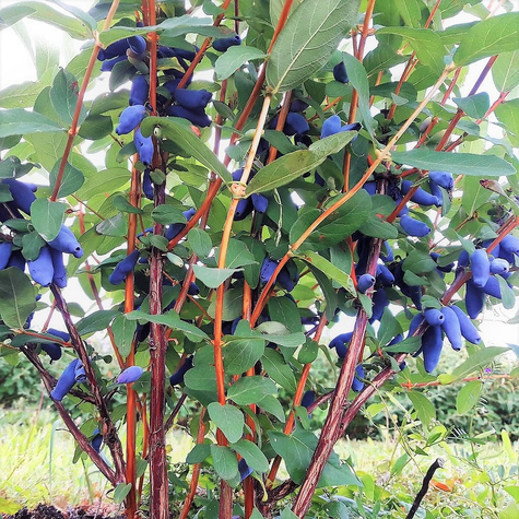 Jagoda kamczacka 4 letnia duże sadzonki