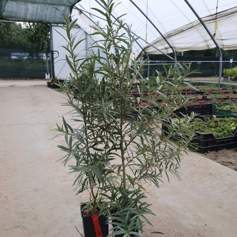 Common buckthorn Podarok Sadu female