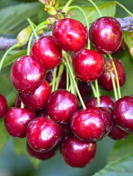 Czereśniowiśnia Meteor Korai Bardzo Duży Owoc czereśnia wiśnia START PACK