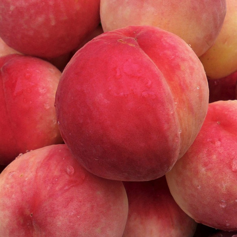 Brzoskwinia Harnaś START PACK