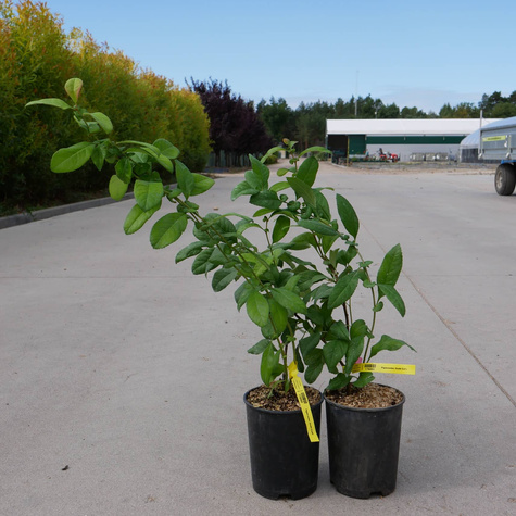 Pigwowiec mieszańcowy Gold Calif (C2)