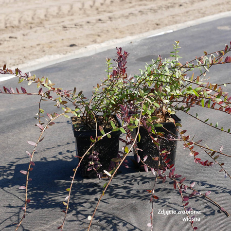 Żurawina wielkoowocowa Stevens w doniczce