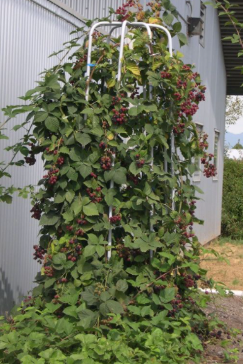 Jeżyna wielkoowocowa bezkolcowa NAVAHO