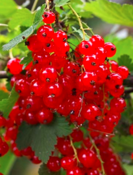 Porzeczka czerwona Maraton na pniu w doniczce