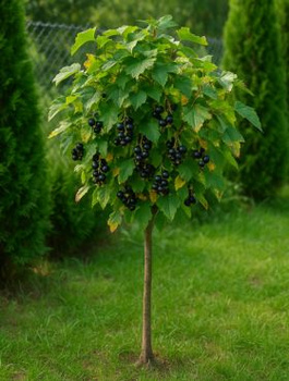 Porzeczka czarna na pniu doniczka