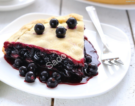 Porzeczka czarna w pojemniku