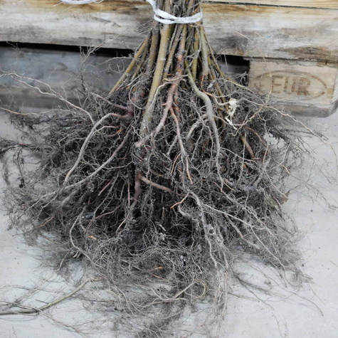 Brzoza brodawkowata Plant Pack