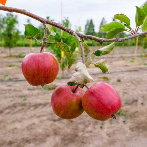Jabłoń Gala START PACK