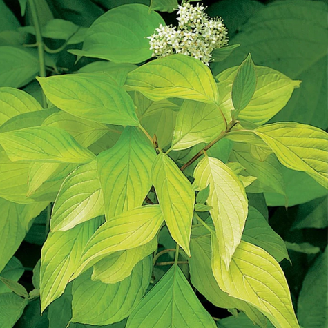 Dereń biały Plant Pack