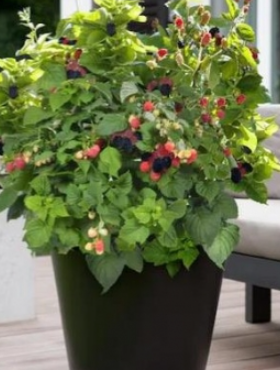 Jeżyna bezkolcowa Patio Black karłowa na balkon