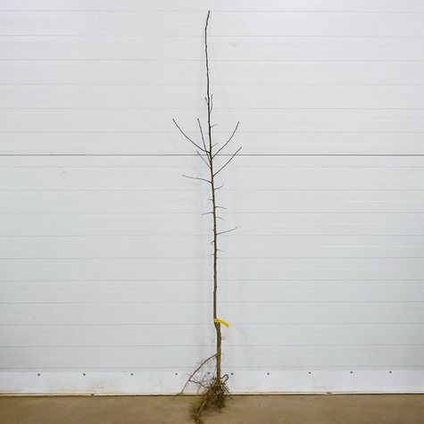 Śliwa kolumnowa Fruca Mrozoodporna START PACK