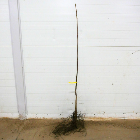 Orzech Włoski Fernette Szczepiony Plant Pack