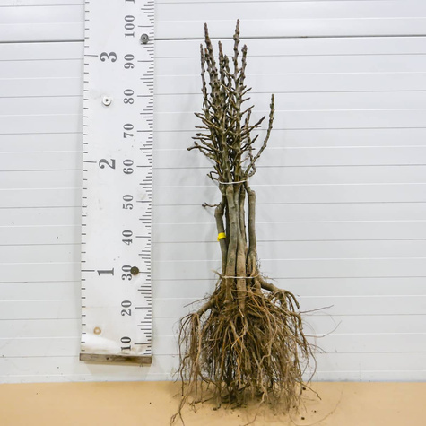 Mini Grusza karłowa karłowe Sunrise Plant Pack