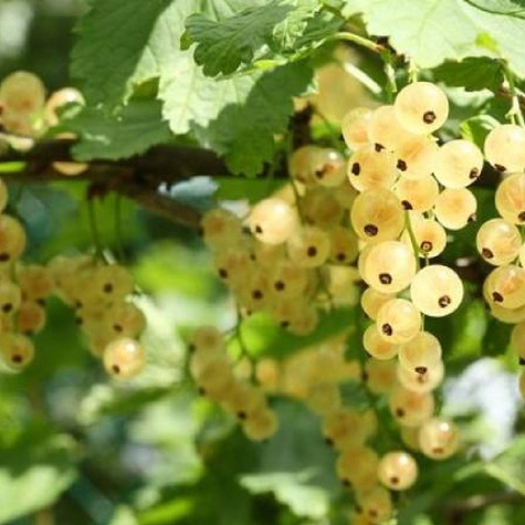 Porzeczka biała z Joteborg w balocie