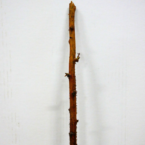 Malina Olbrzymia wczesna START PACK