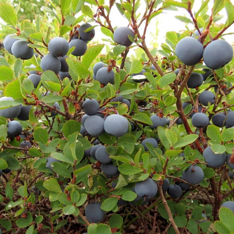 Borówka amerykańska Elliott wysoka (C5)