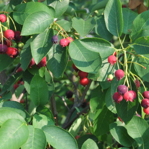 Świdośliwa olcholistna Mandam