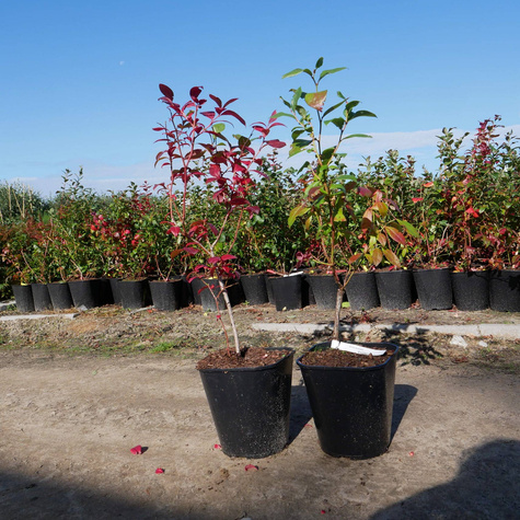Borówka amerykańska Earliblue sadzonki