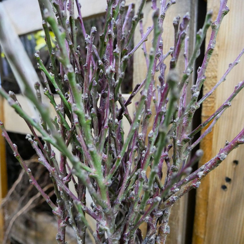 Mini Nektaryna karłowa Rubis START PACK