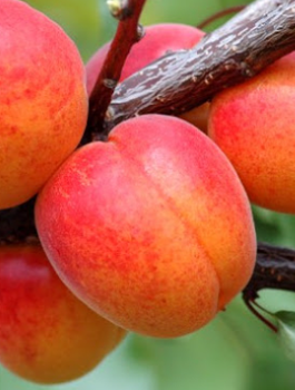 Morela Robada START PACK