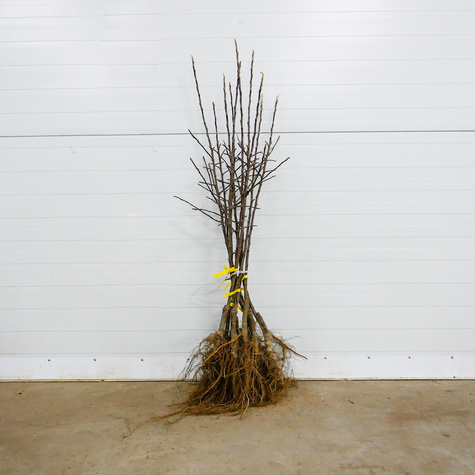 Jabłoń Julka Parchoodporna START PACK