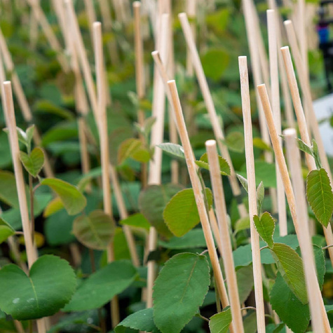 Świdośliwa olcholistna Krasnojarskaja