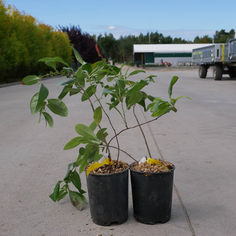 Pigwowiec mieszańcowy Northern Lemon cytrynowe owoce (C2)