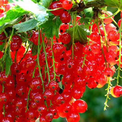 Porzeczka czerwona Rondom START PACK