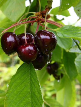 Czereśnia Sam w doniczce (C2)