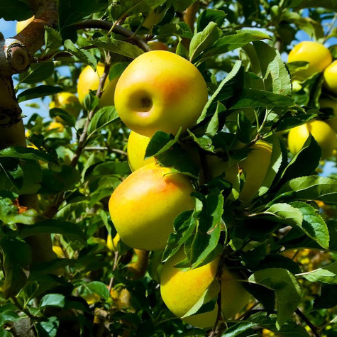 Duo Jabłoń Malinowa + Golden Delicious START PACK