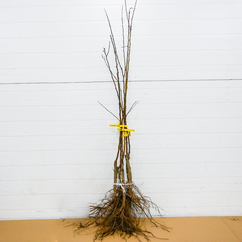 Morela Taja START PACK