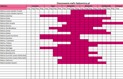 Malina Sokolica letnia w doniczce