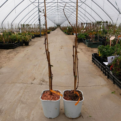 Winorośl winogrona Solaris