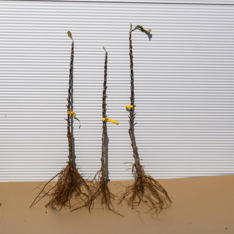 Jabłoń kolumnowa Gin w typie Lobo START PACK