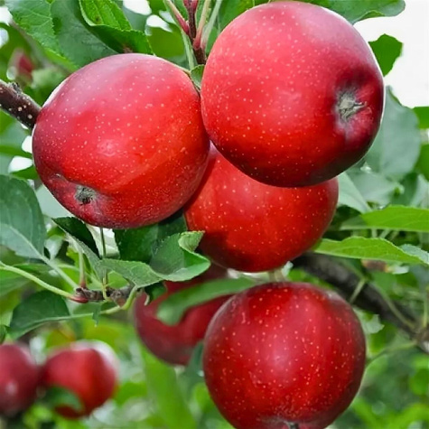 Jabłoń Rubinstar START PACK