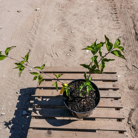 Dereń jadalny Golden Glory