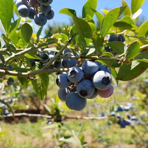 Borówka amerykańska Earliblue sadzonki 