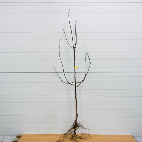 Śliwa Mirabelka z Nancy START PACK