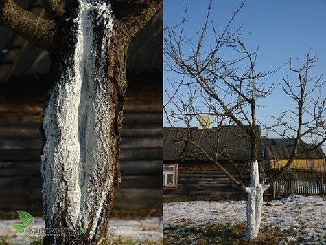 Maść ogrodnicza 100 ml.