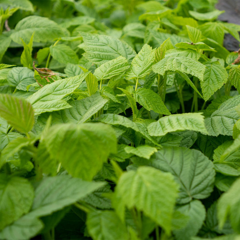 Malina czerwona na balkon Summer Lovers Petite Red
