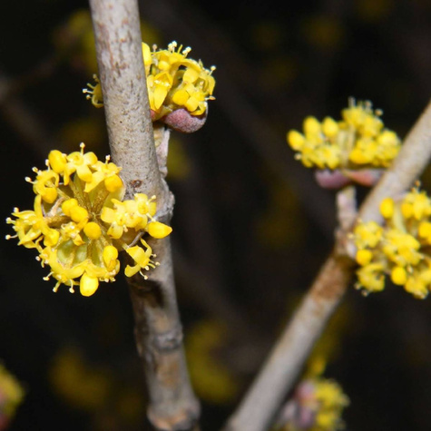 Dereń jadalny Golden Glory