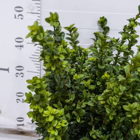 Bukszpan Pospolity Zwyczajny Plant Pack